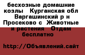бесхозные домашние козлы - Курганская обл., Варгашинский р-н, Просеково с. Животные и растения » Отдам бесплатно   